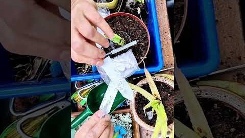 Plant Label COMPARISONS #temu #garden #review