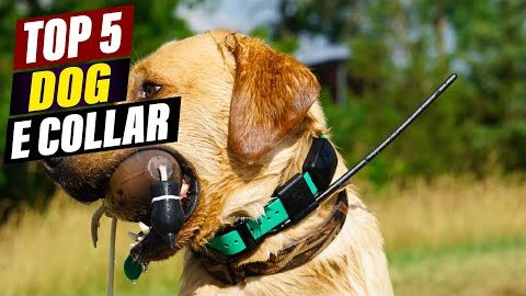 Best Dog E-Collars 2025: Reviews & Comparisons