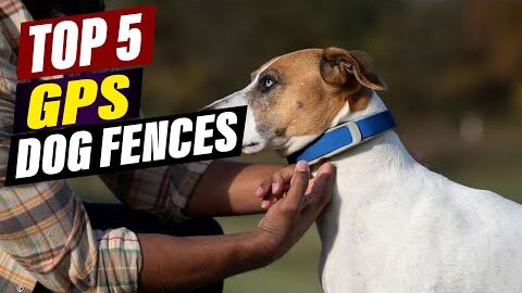 Top 5 GPS Dog Fences: Reviews & Comparisons