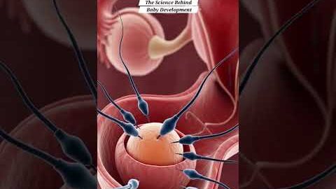 The Science Behind Baby Development | Gut Health | Anatomy Arts USA