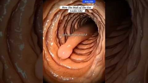 How The Wall Of The Gut Looks Like | Gut Health | Anatomy Arts USA