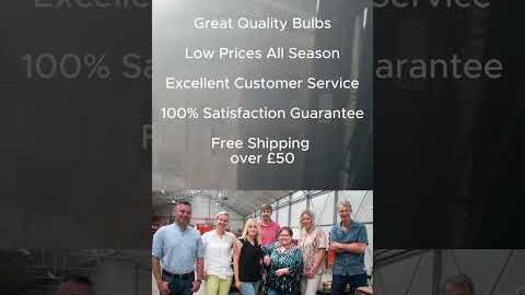 A which? Best Bulb supplier for 2025