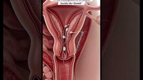 From Conception To Creation  Inside The Mother’s Womb | Gut Health | Anatomy Arts USA