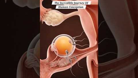 The Incredible Journey Of Human Female Conception | Gut Health | Anatomy Arts USA