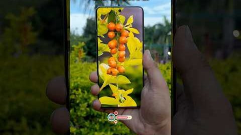 Vivo X200 Pro Zooming 💥 Best Camera Phone Of 2024 #mobilepapa #shorts
