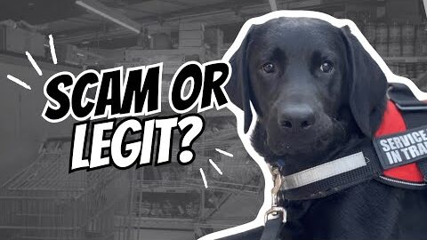 Service Dog Certification Online – Real or Scam?