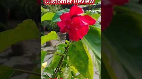 Customer Review after purchasing online plant #shorts #plantshopping #shortsfeed #onlineplantsale