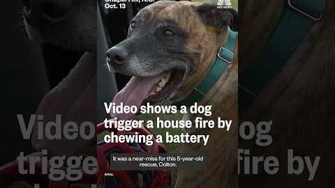 Video shows a dog trigger a house fire by chewing a battery