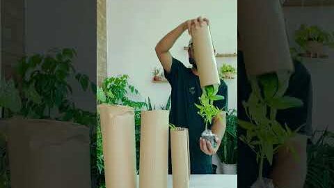 Online plant shopping #gardening withnanav #plantcare #unboxingplants