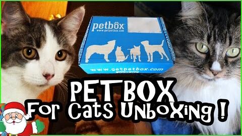 Petbox for Cats Unboxing – Monthly Subscription Box Review